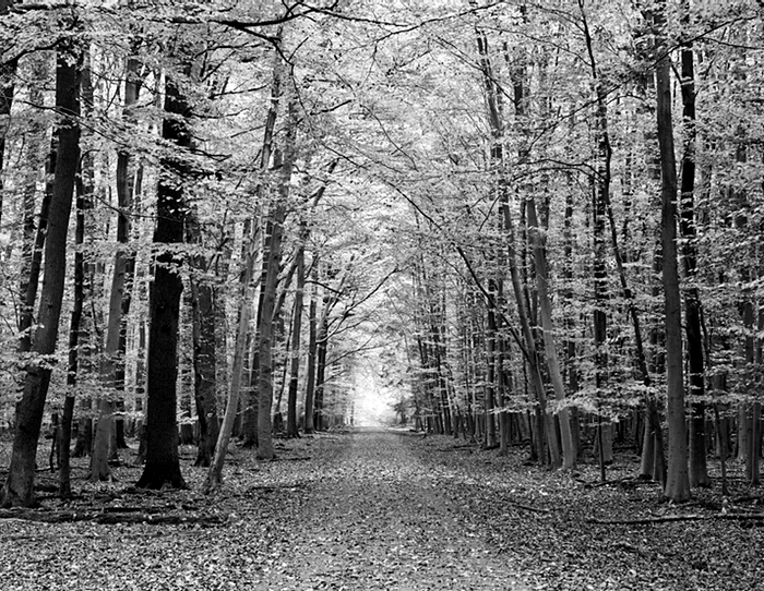 forest original filter.jpg